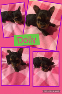 SOLD- Click On Picture For More Info- Deposit for Dolly