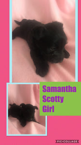 SOLD- Click On Picture For More Info- Deposit for Samantha