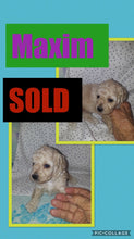 SOLD- Click On Picture For More Info- Deposit for Maxim