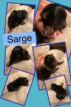 SOLD- Click On Picture For More Info- Deposit for Sarge