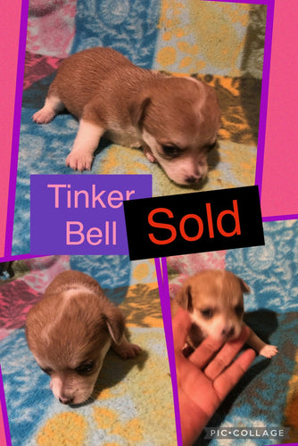 SOLD- Click On Picture For More Info- Deposit for Tinker Bell