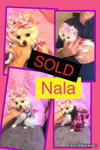 SOLD- Click On Picture For More Info- Deposit for Nala