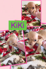 SOLD- Click On Picture For More Info- Deposit for KiKi