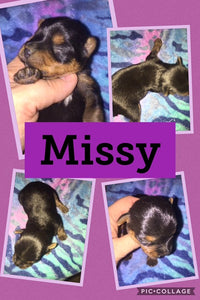 SOLD- Click On Picture For More Info- Deposit for Missy