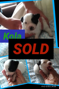 SOLD- Click On Picture For More Info- Deposit for Kola