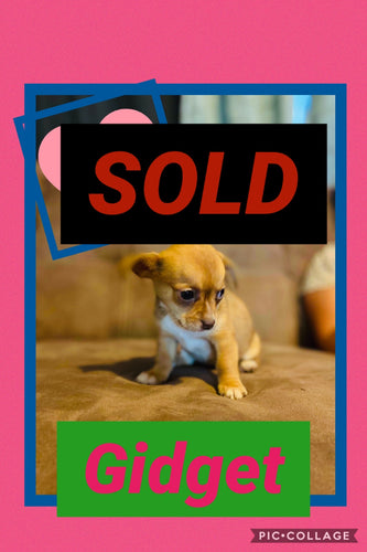 SOLD- Click On Picture For More Info- Deposit for Gidget