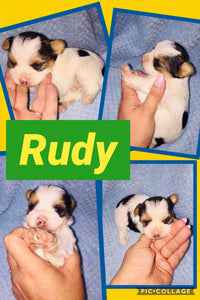 SOLD- Click On Picture For More Info- Deposit for Rudy