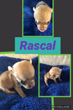 SOLD- Click On Picture For More Info- Deposit for Rascal