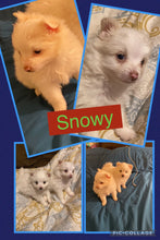 SOLD- Click On Picture For More Info- Deposit for Snowy