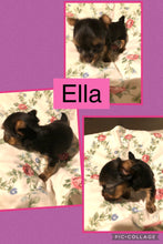 SOLD- Click On Picture For More Info- Deposit for Ella