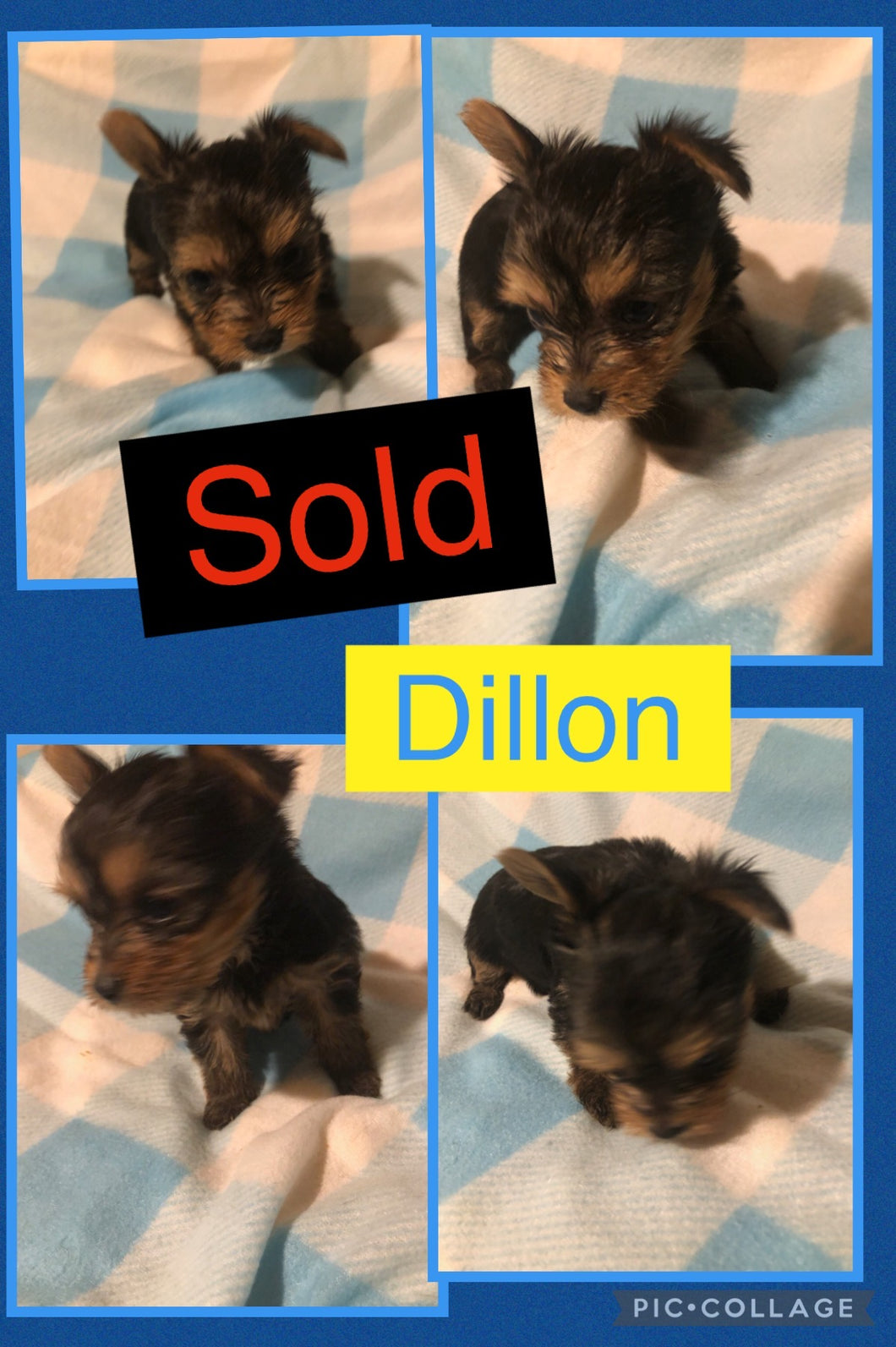 SOLD- Click On Picture For More Info- Deposit for Dillon