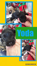 SOLD- Click On Picture For More Info- Deposit for Yoda