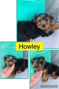 SOLD- Click On Picture For More Info- Deposit for Howly