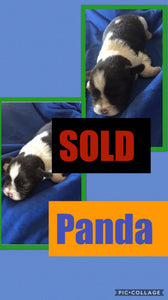 SOLD- Click On Picture For More Info- Deposit for Panda