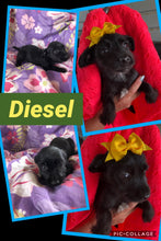 SOLD-Click On Picture For More Info- Deposit for Diesel