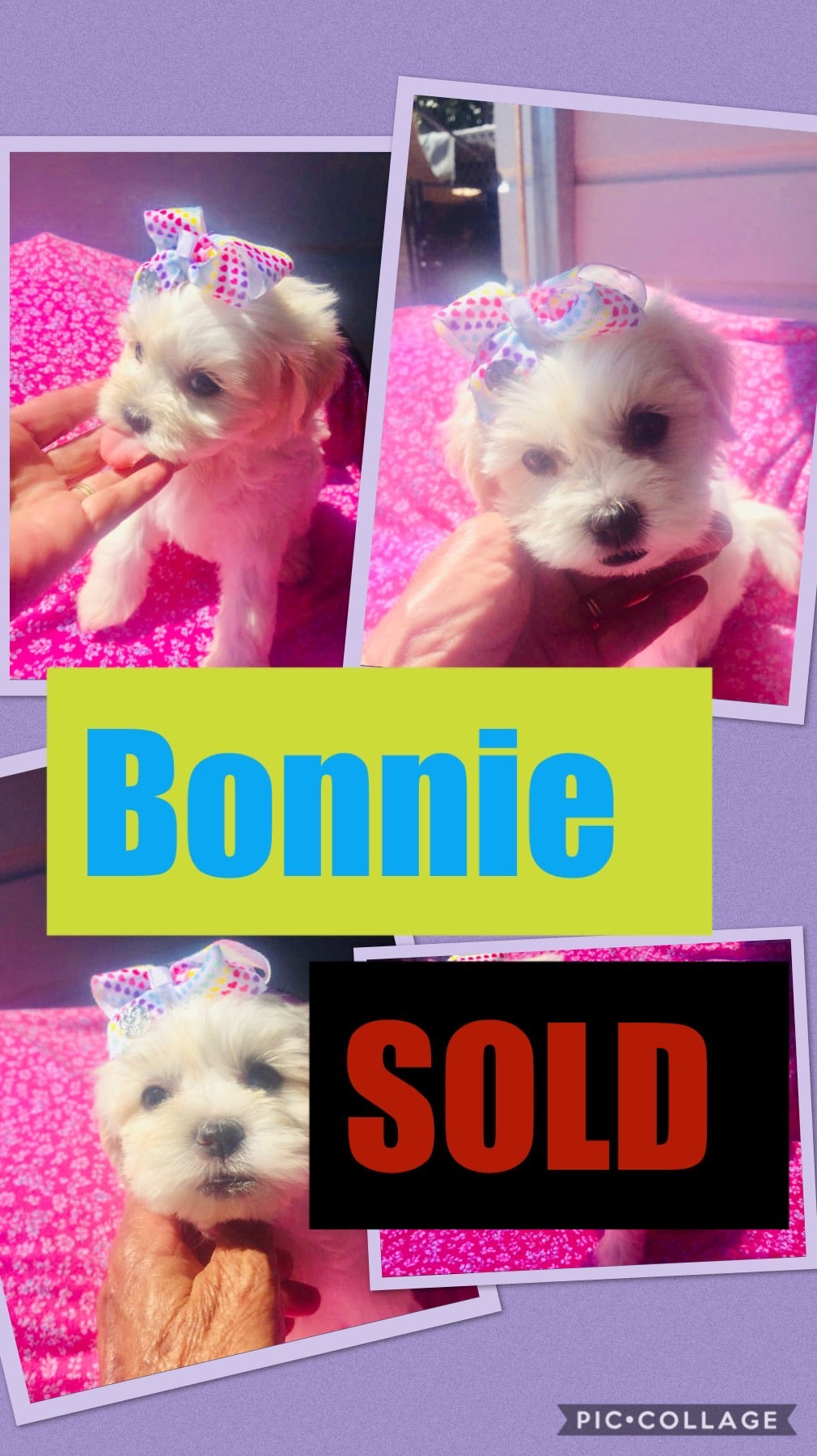 SOLD- Click On Picture For More Info- Deposit for Bonnie