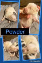 SOLD- Click On Picture For More Info- Deposit for Powder