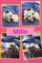 SOLD- Click On Picture For More Info- Deposit for Millie