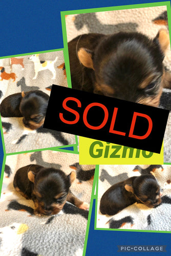 SOLD- Click On Picture For More Info- Deposit for Gizmo