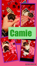 SOLD- Click On Picture For More Info- Deposit for Camie