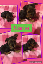 SOLD- Click On Picture For More Info- Deposit for Sadie