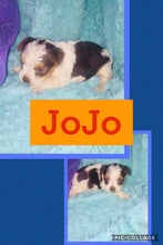SOLD- Click On Picture For More Info- Deposit for JoJo