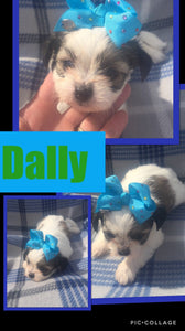 SOLD- Click On Picture For More Info- Deposit for Dally