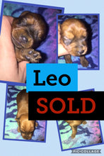 SOLD- Click On Picture For More Info- Deposit for Leo