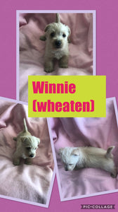 SOLD- Click On Picture For More Info- Deposit for Winnie