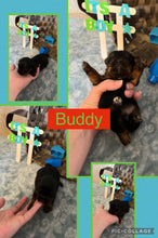 SOLD- Click On Picture For More Info- Deposit for Buddy