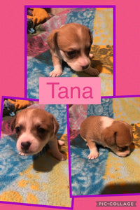 SOLD- Click On Picture For More Info- Deposit for Tana