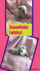 SOLD- Click On Picture For More Info- Deposit for Snowflake