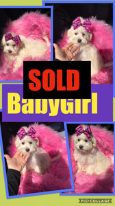 SOLD- Click On Picture For More Info- Deposit for BabyGirl
