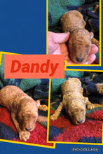 SOLD- Click On Picture For More Info- Deposit for Dandy