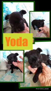 SOLD- Click On Picture For More Info- Deposit for Yoda