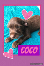 SOLD- Click On Picture For More Info- Deposit for Coco