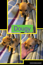 SOLD- Click On Picture For More Info- Deposit for Dougy