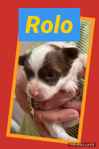 SOLD- Click On Picture For More Info- Deposit for Rolo