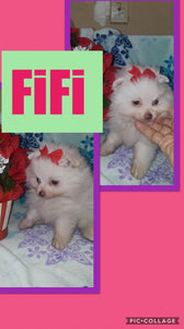 SOLD- Click On Picture For More Info- Deposit for FiFi