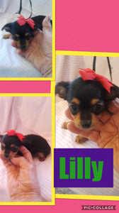 SOLD- Click On Picture For More Info- Deposit for Lilly