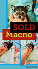 SOLD- Click On Picture For More Info- Deposit for Macho