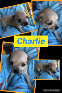 SOLD- Click On Picture For More Info- Deposit for Charlie