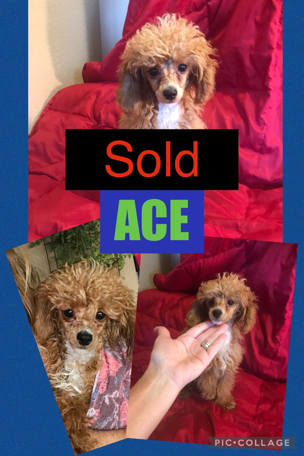 SOLD- Click On Picture For More Info- Deposit for Ace