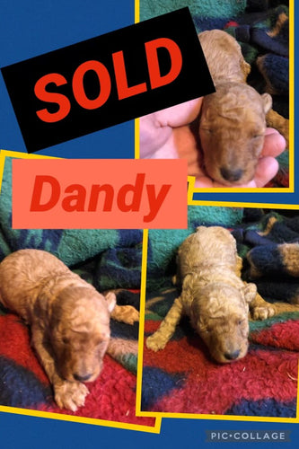 SOLD- Click On Picture For More Info- Deposit for Dandy