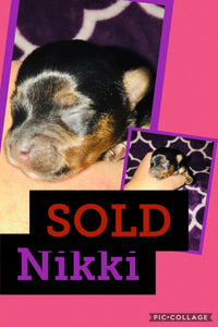 SOLD- Click On Picture For More Info- Deposit for Nikki