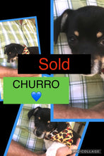 SOLD- Click On Picture For More Info- Deposit for Churro