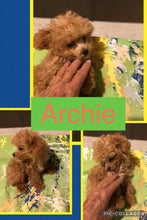 SOLD- Click On Picture For More Info- Deposit for Archie