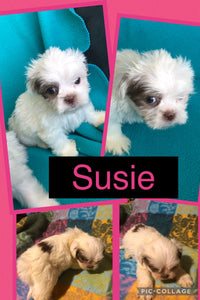SOLD- Click On Picture For More Info- Deposit for Susie