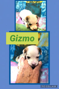SOLD-Click On Picture For More Info- Deposit for Gizmo