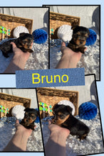 SOLD- Click On Picture For More Info- Deposit for Bruno